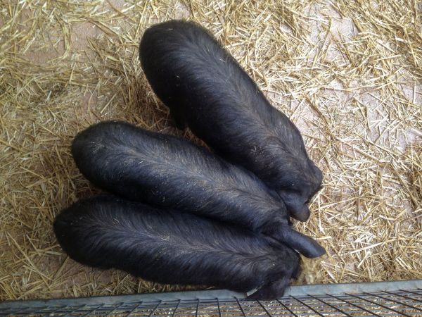 Découvrez les trésors du porc noir de bigorre aop
